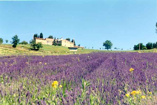 Affitto agriturismo campagna citta' di castello
