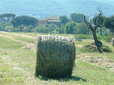 Affitto Casa vacanze Campagna Fiorentina/Baratti/Populonia
