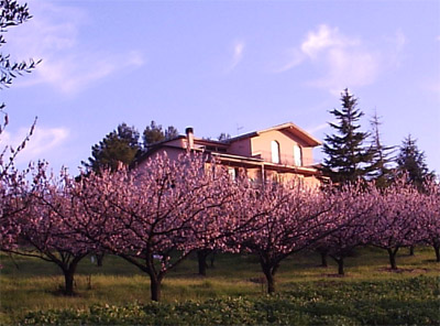 Affitto agriturismo campagna terricciola